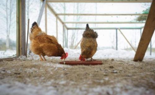 Лузга подсолнечника для кур. Можно ли кормить кур семечками подсолнуха