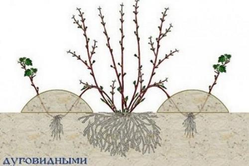 Чем отличается размножение смородины отводками от других методов размножения. Способы размножения
