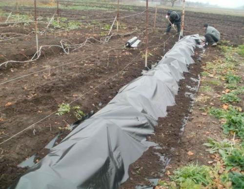 Какие ошибки при обработке винограда перед укрытием могут привести к потере урожая. Укрытие для винограда