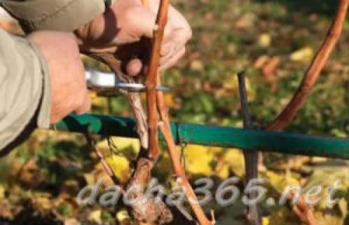 Какие современные технологии можно использовать для подготовки винограда к зиме в 2025 году. Подготовка кустарника к зимним холодам