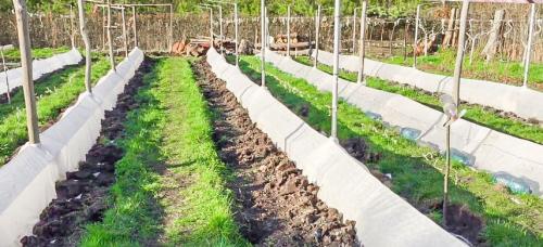 Как правильно обрезать виноград перед зимой. Как правильно обрезать и укрывать виноград на зиму