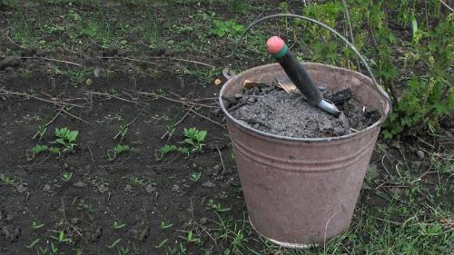 В какое время лучше всего проводить осеннюю подкормку винограда. Как и чем правильно проводить подкормку винограда осенью