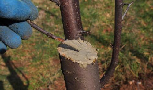 Нужно ли обрабатывать срезы после обрезки, и чем. Чем замазывать дерево после обрезки