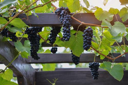 Существуют ли особые методы обрезки для разных сортов винограда. В какие сроки нужно обрезать виноград?