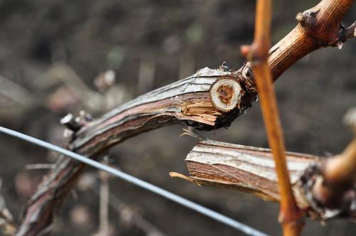 Существуют ли особые методы обрезки для разных сортов винограда. В какие сроки нужно обрезать виноград?