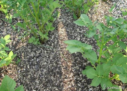 Шелуха от семечек для рассады. Шелуха от семечек, как удобрение, как применять