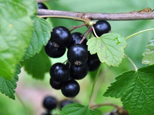 Мастер-класс: как размножить черную смородину черенками и отводками 05