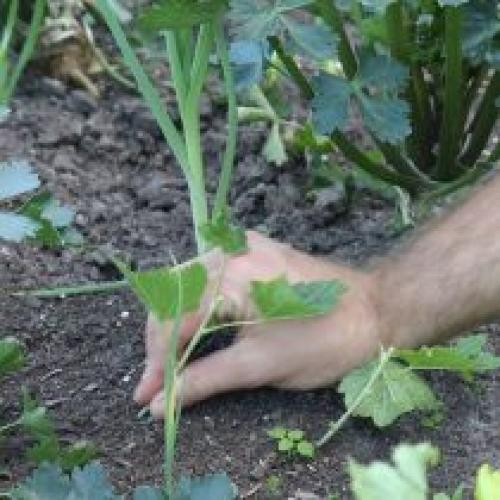 Размножаем черную смородину черенками и отводками.. Размножение зелёными черенками