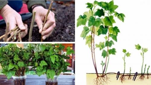 Какие проблемы могут возникнуть при размножении черной смородины черенками и как их решить. Как правильно размножить черную смородину разными способами