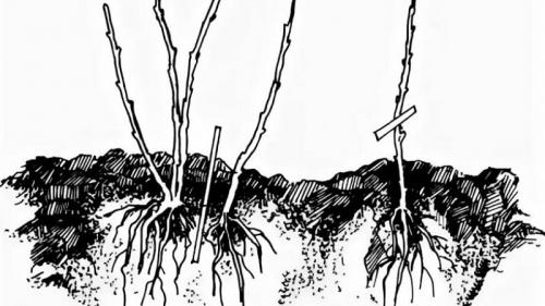 Какие проблемы могут возникнуть при размножении черной смородины черенками и как их решить. Как правильно размножить черную смородину разными способами