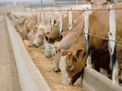 Жмых подсолнечника, как удобрение. Чем полезна лузга подсолнечника