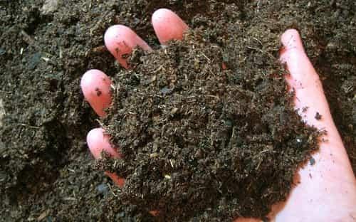 Отходы подсолнечника. Шелуха от семечек на огороде — польза или вред