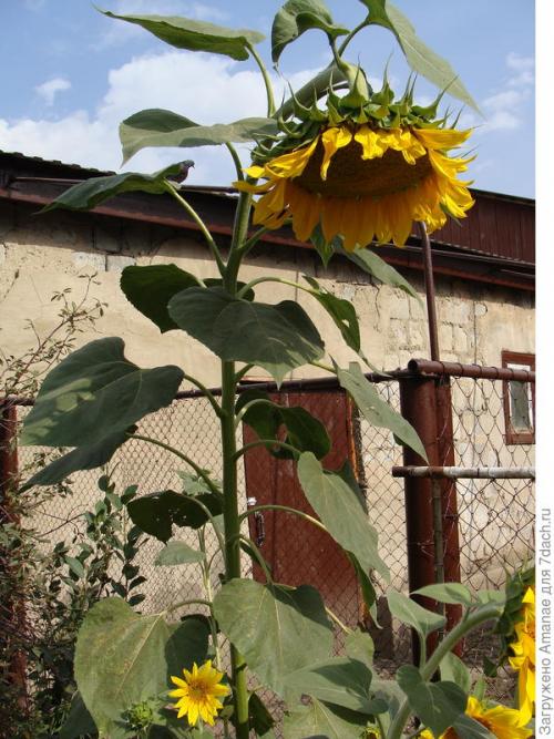 Каким образом ваш опыт может быть полезен другим садоводам. Природное земледелие, или Как хобби превращается в работу
