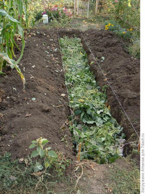 Каким образом ваш опыт может быть полезен другим садоводам. Природное земледелие, или Как хобби превращается в работу