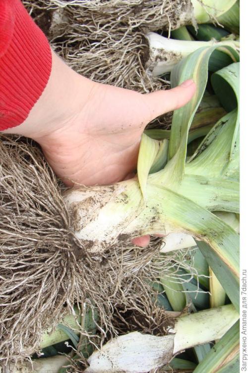 Каким образом ваш опыт может быть полезен другим садоводам. Природное земледелие, или Как хобби превращается в работу