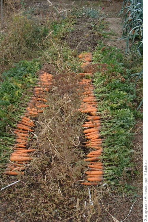 Каким образом ваш опыт может быть полезен другим садоводам. Природное земледелие, или Как хобби превращается в работу