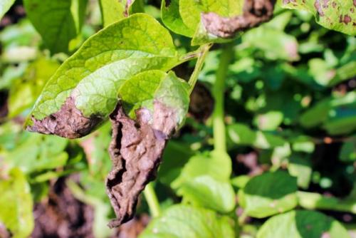 Какие неправильные методы обработки почвы применялись в вашем саду. Засорение почвы возбудителями болезней или фитопатогенами