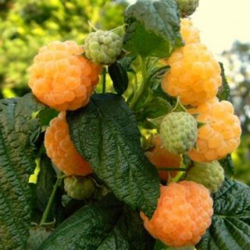 Мой неправильный опыт выращивания ремонтантной малины. Мой опыт выращивания ремонтантной малины в Хабаровском крае