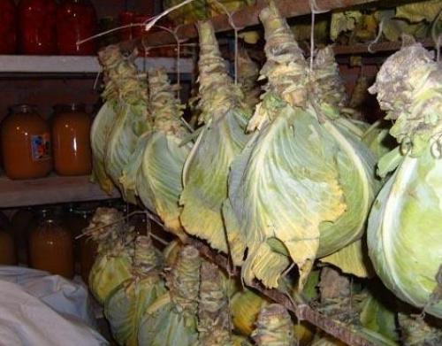 Существуют ли специальные контейнеры или упаковки для хранения капусты. Способы хранения