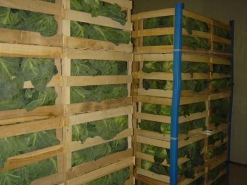 Существуют ли специальные контейнеры или упаковки для хранения капусты. Способы хранения