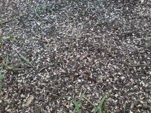 Шелуха от семечек для комнатных цветов. Шелуха от семечек, как удобрение – способы, как применять в качестве подкормки