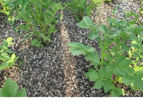 Как использовать на огороде шелуху подсолнечника. Шелуха от подсолнечника, как мульчирующий материал 01