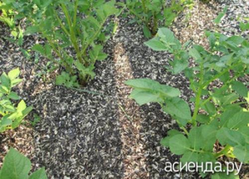 Шелуха от семечек для рассады. Для чего пригодится шелуха от семечек?