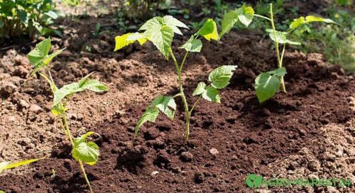 Способы размножения ремонтантной малины. Деление куста 01