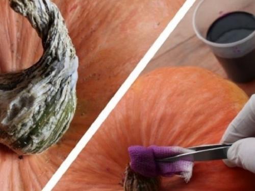 Эффективные способы сохранения тыквы в подвале: советы и рекомендации 23 Эффективные способы сохранения тыквы в подвале: советы и рекомендации 23