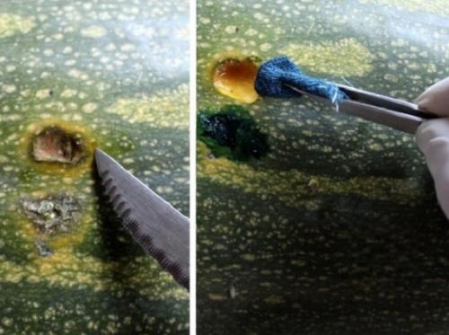 Эффективные способы сохранения тыквы в подвале: советы и рекомендации 24 Эффективные способы сохранения тыквы в подвале: советы и рекомендации 24