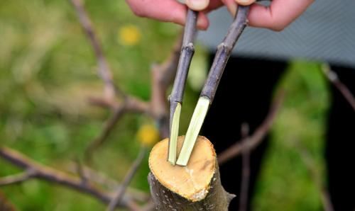 Как привить яблоню весной: пошаговая инструкция 05