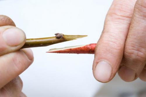 Как соединить привой с подвоем. Копулировка