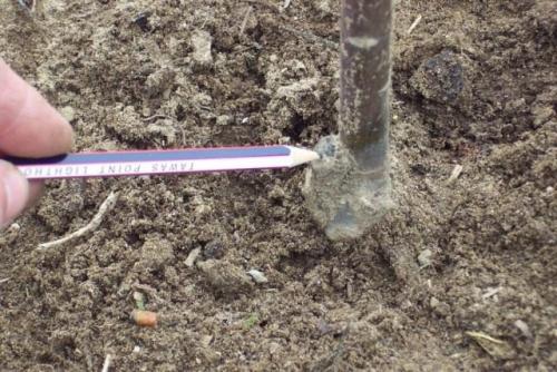 Как выбрать подходящий подвой и привой для яблони и груши. Выбор подвоя саженца