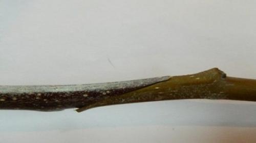 Как соединить привой с подвоем. Копулировка