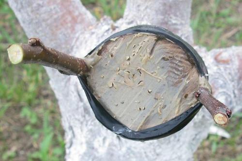 Какие инструменты необходимы для прививки яблони весной. Как привить яблоню весной - пошагово