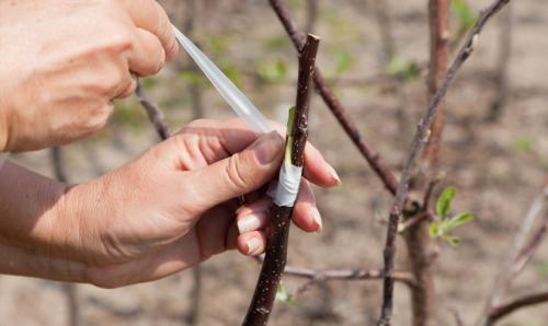 Как привить яблоню весной: пошаговая инструкция 06