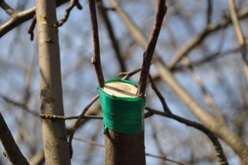 Какие инструменты необходимы для прививки яблони весной. Как привить яблоню весной - пошагово