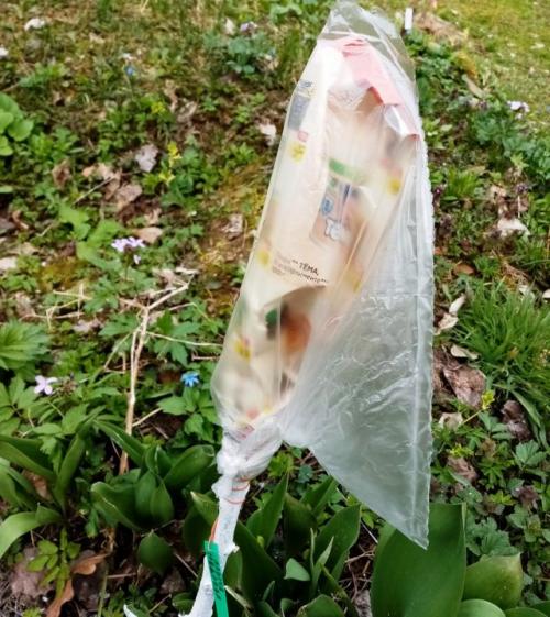 В какое время года лучше всего прививать яблоню. Что куда, когда и на что прививать?