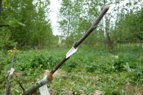 Как правильно привить яблоню весной: пошаговое руководство для начинающих 08