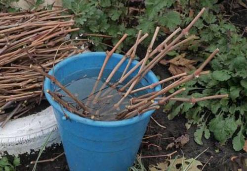 Как ухаживать за виноградом изабелла летом обрезка прищипка. Описание сорта