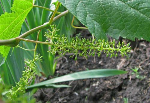 Формировка винограда изабелла. Как правильно почистить куст Изабеллы