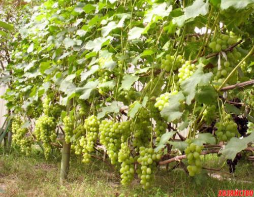 Изгородь из винограда изабелла. Живая изгородь из винограда