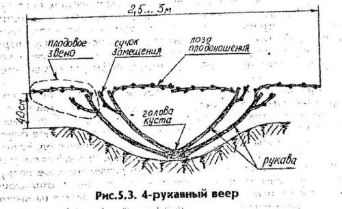 Обрезка винограда осенью – гарантия хорошего урожая в следующем сезоне
