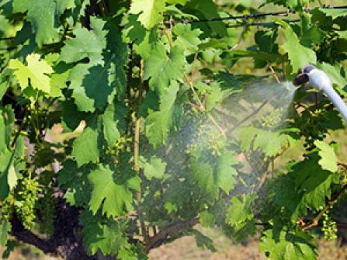 Уход за виноградом осенью в сентябре. Заботы о будущем урожае. Уход за виноградом в августе-сентябре