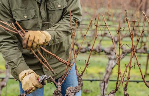 Какой обрезки нужно провести с виноградом в осенний период. Виноград: с весны до осени