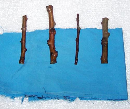 Преимущества размножения яблони зелеными черенками: почему это эффективно 02