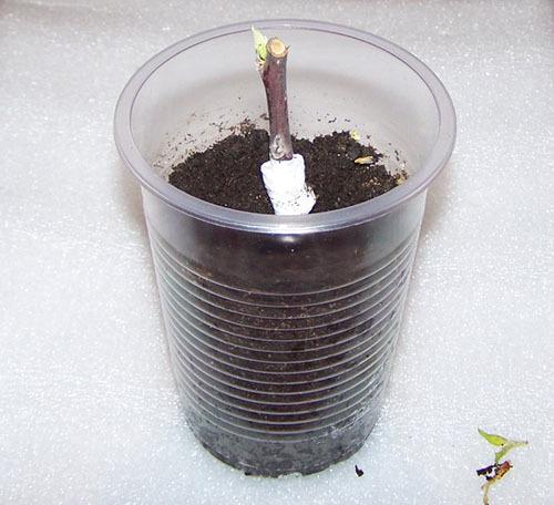 Преимущества размножения яблони зелеными черенками: почему это эффективно 08