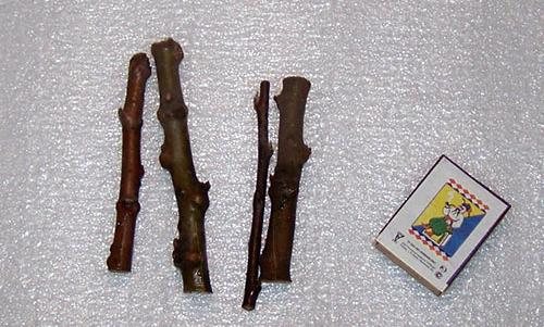 Преимущества размножения яблони зелеными черенками: почему это эффективно 01