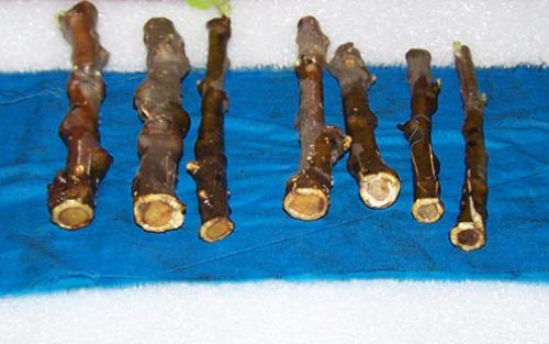 Преимущества размножения яблони зелеными черенками: почему это эффективно 05