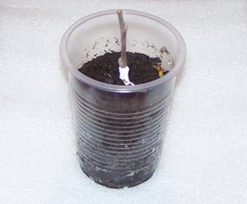 Преимущества размножения яблони зелеными черенками: почему это эффективно 07